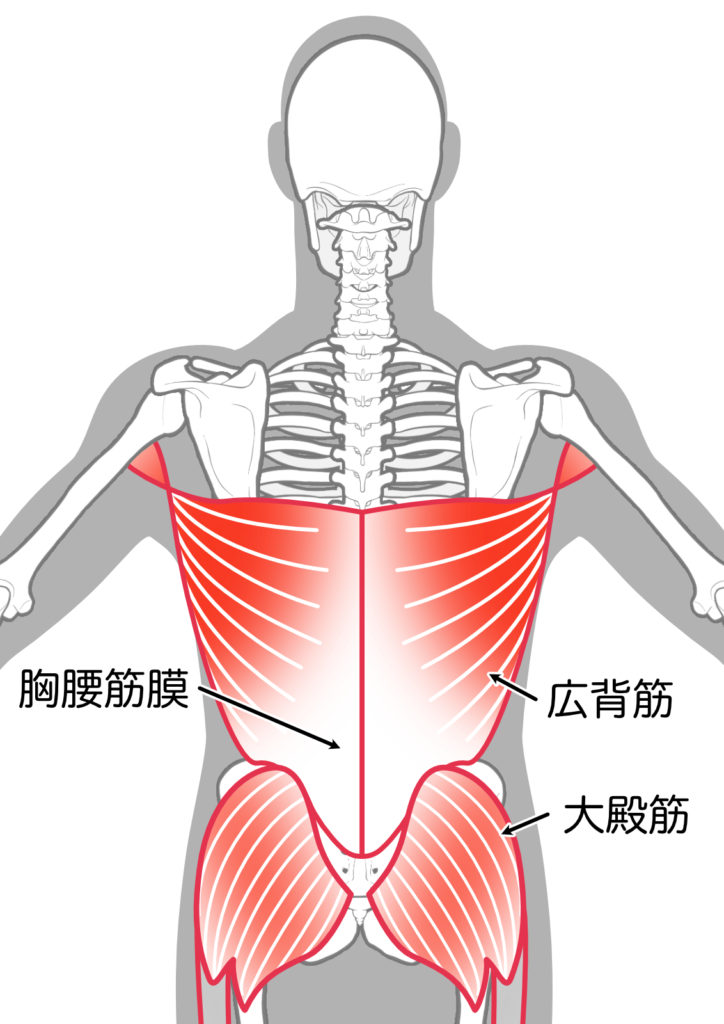 腰部の筋膜の画像
