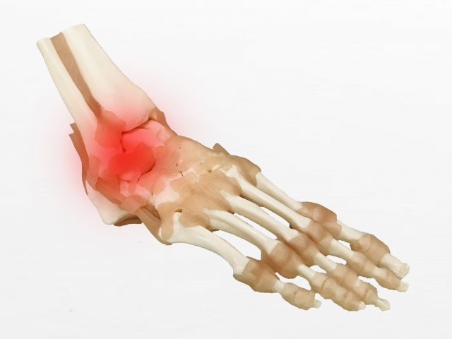 足関節の骨模型