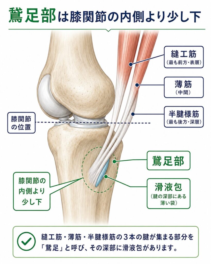 右膝を内側から見た図で、縫工筋・薄筋・半腱様筋の腱が集まる鵞足部と滑液包の位置を示した解剖図